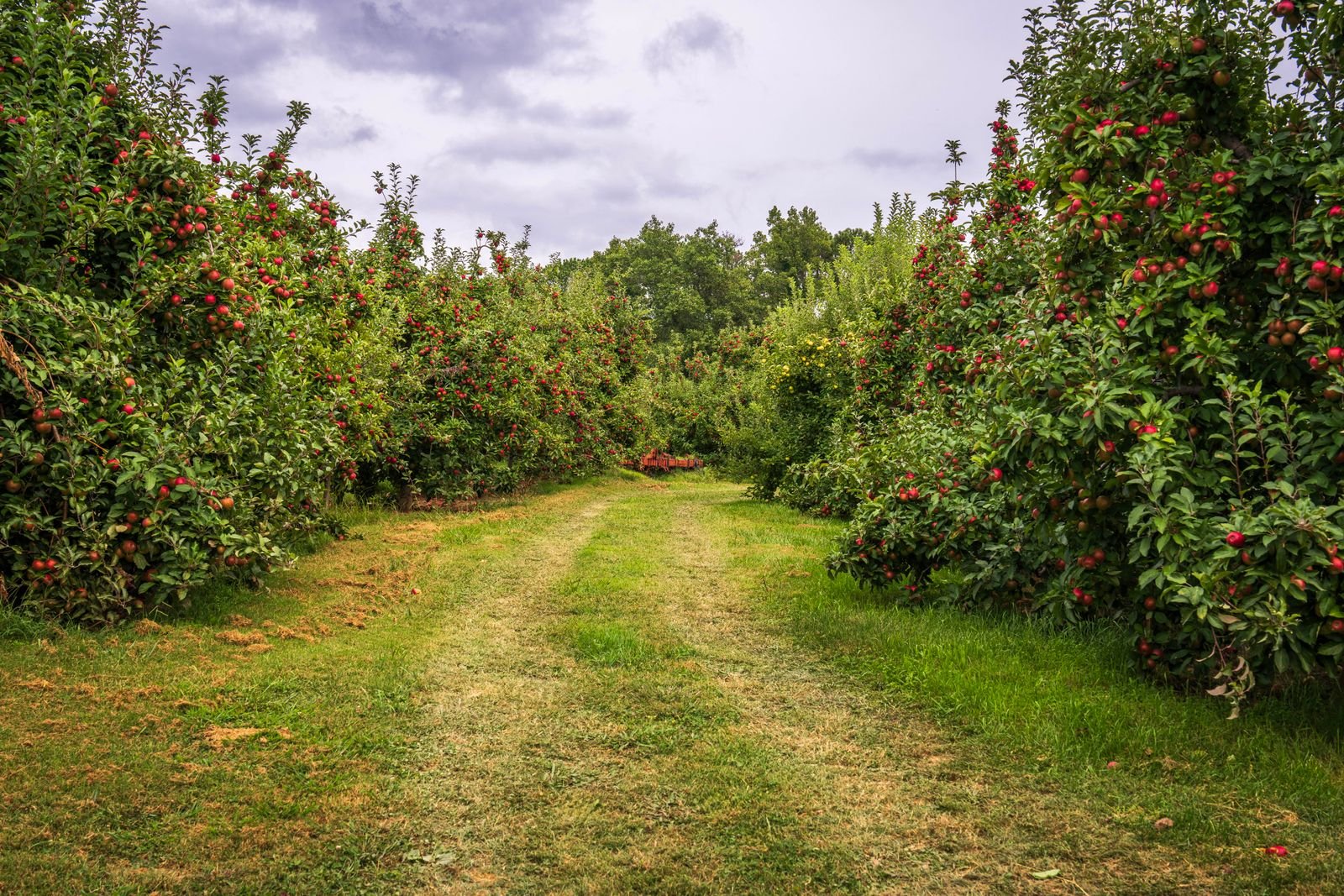 Sunlit apple orchard rows full of ripe fruit in early autumn