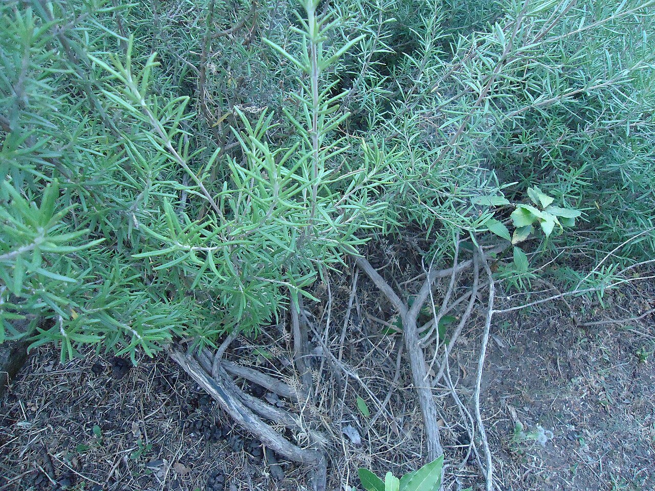 Fresh rosemary, the perfect savory garnish