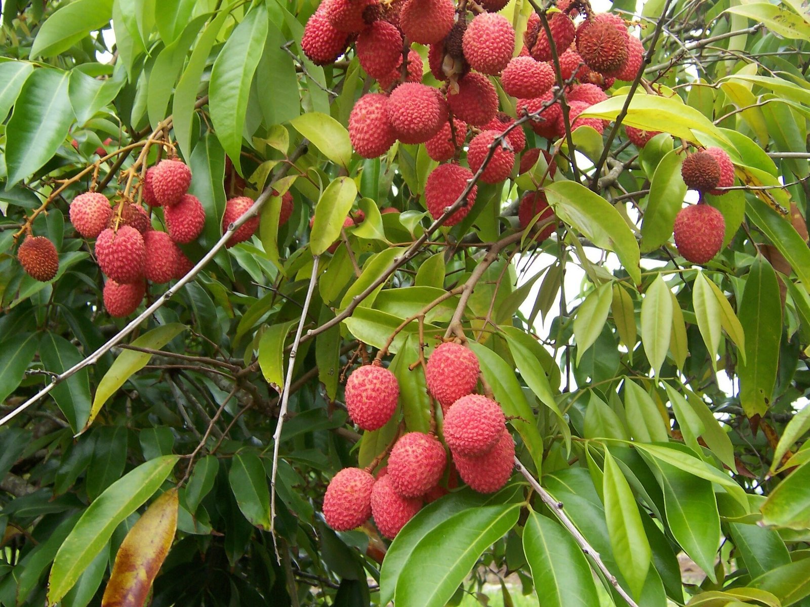 lychee eyeball punch recipe — Freezing the Eyeballs Ahead of Time