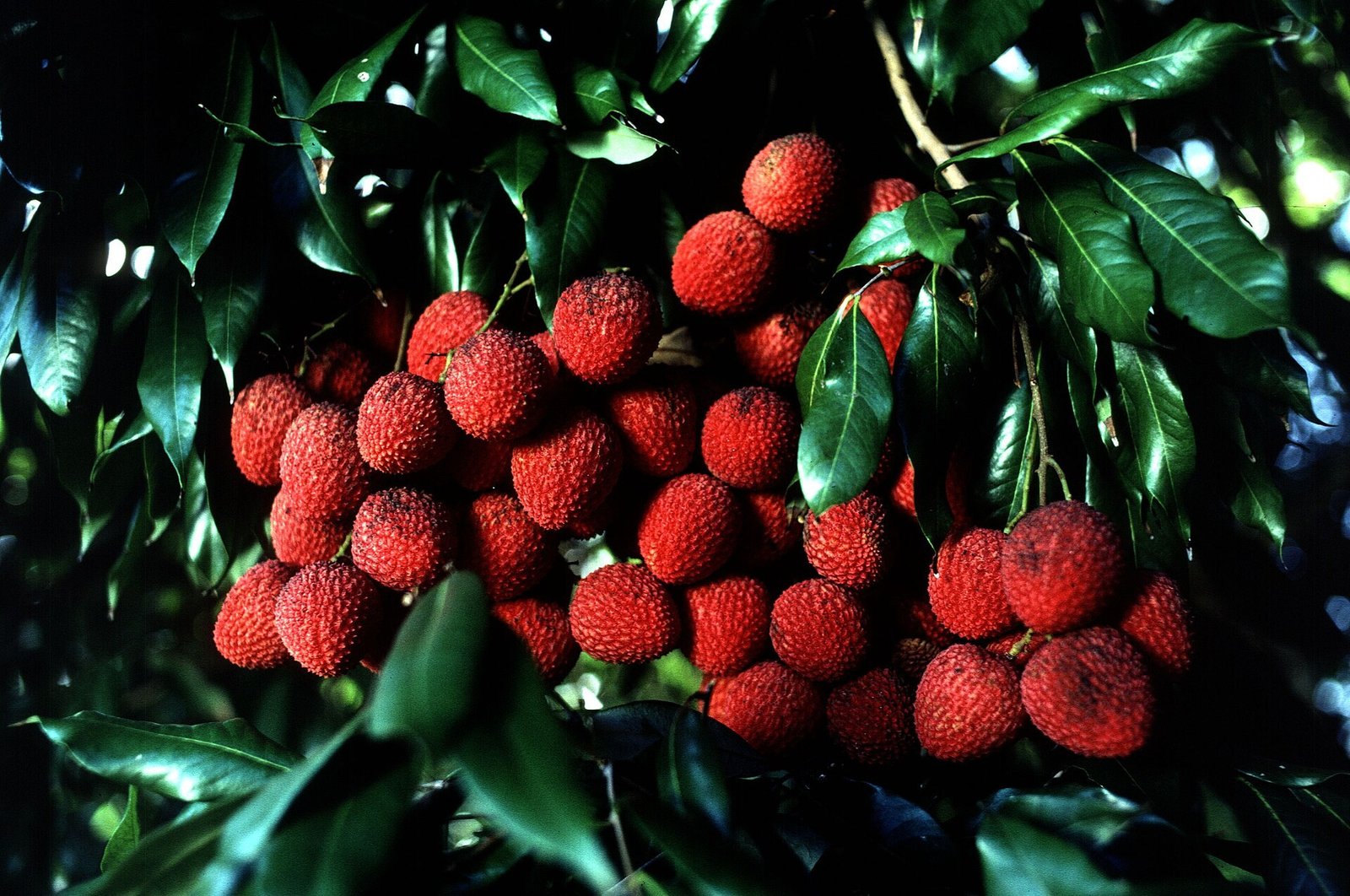 lychee eyeball punch recipe — Troubleshooting: Eyeballs Sinking or Floating