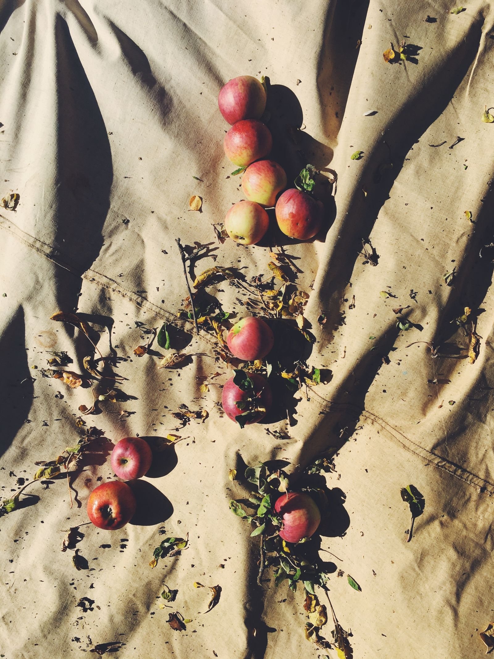 Overhead view of red apples on a canvas cloth capturing rustic autumn feel