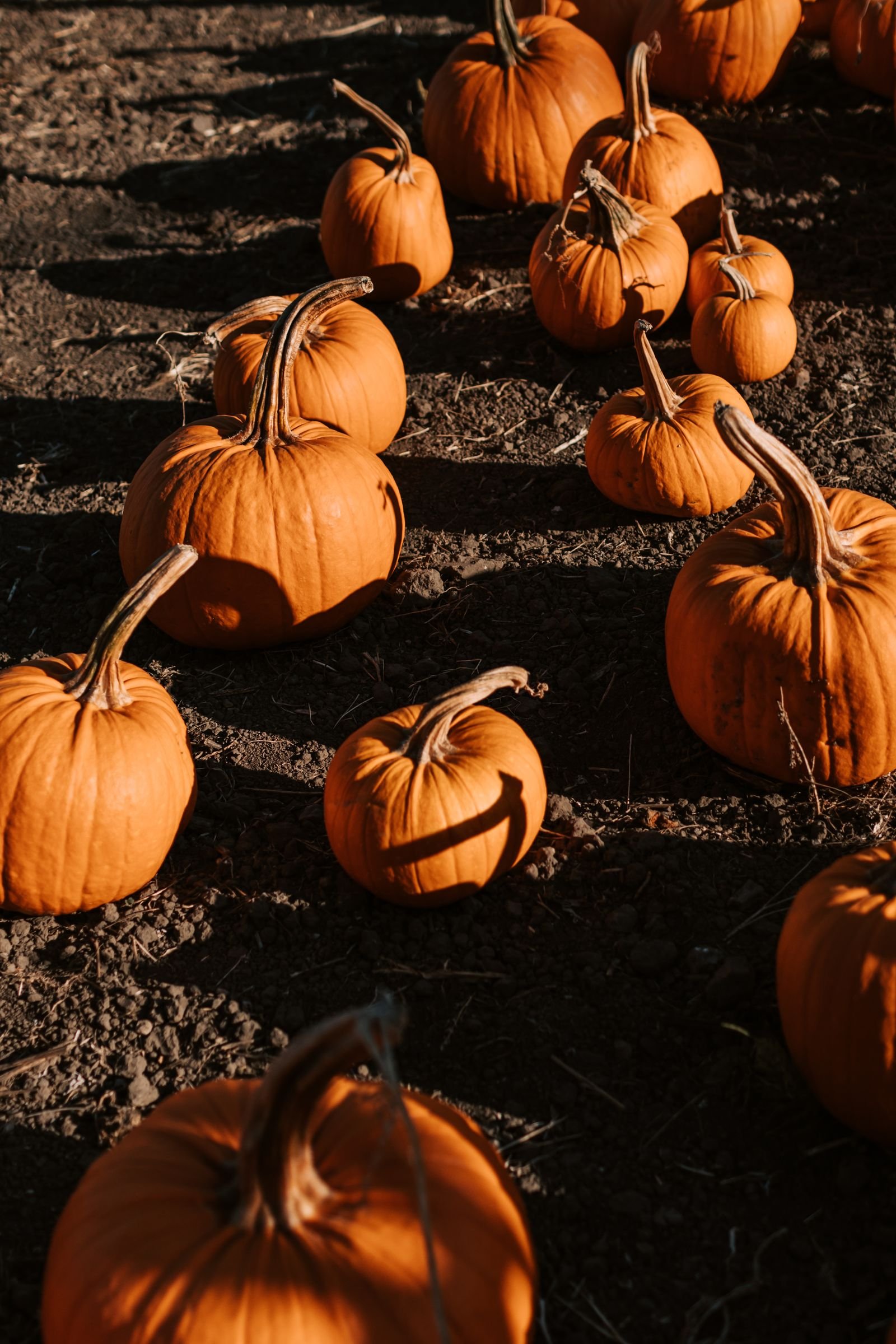 Orange pumpkins growing in a sunny pumpkin patch field