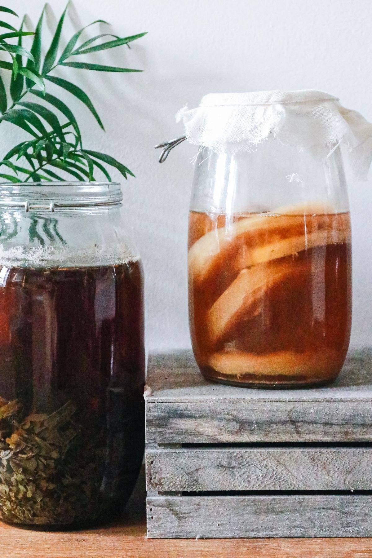 Kombucha SCOBY culture floating in a glass brewing jar with tea