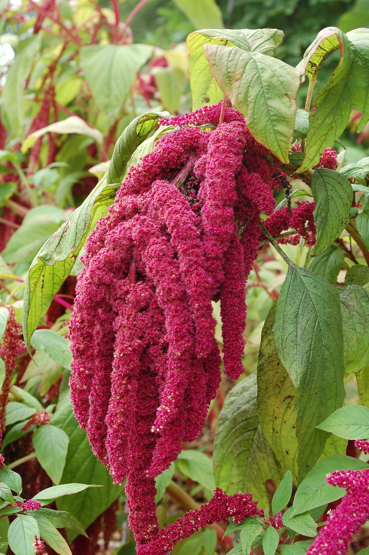 Amaranthus bouquet with forest greenery