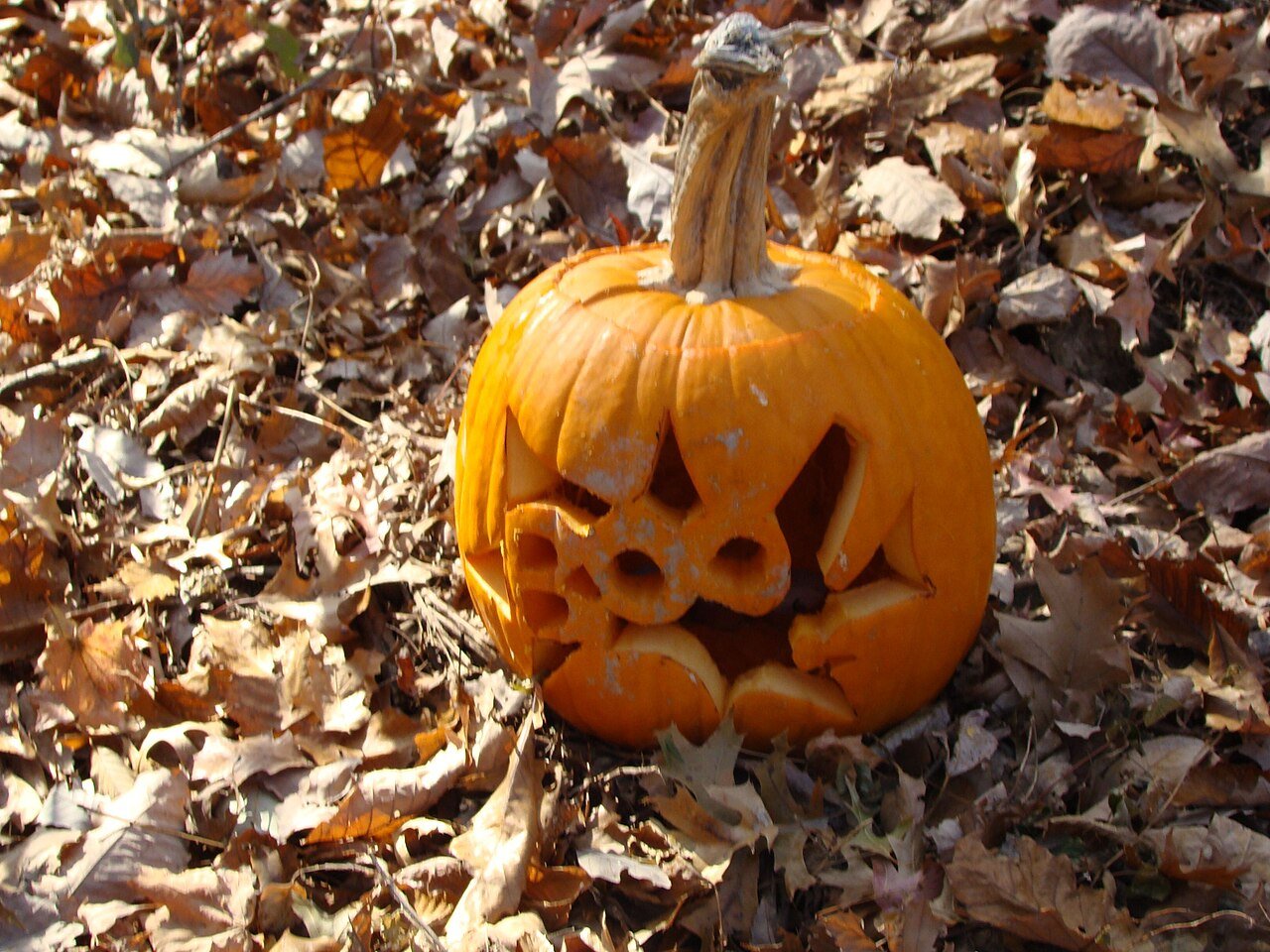 Jack-o'-lantern pumpkin sitting among autumn leaves
