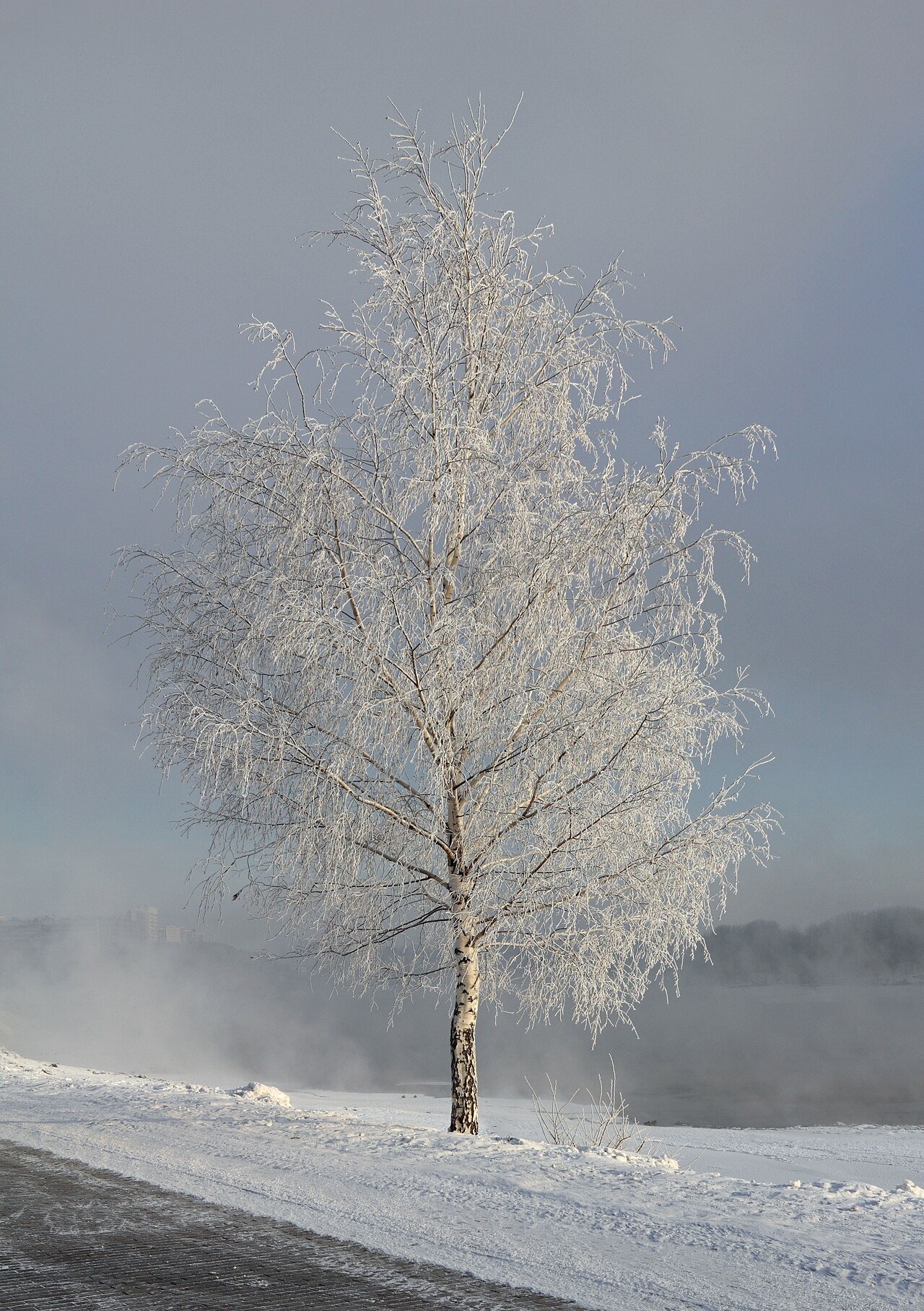 Snow-covered garden landscape in winter