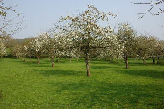 apple orchard picnic ideas — Styling Your Picnic Setup