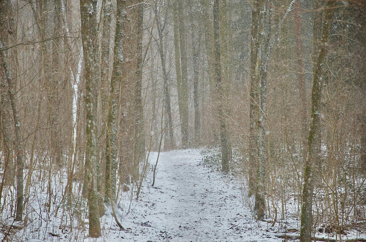 Snowy forest path through winter woodland