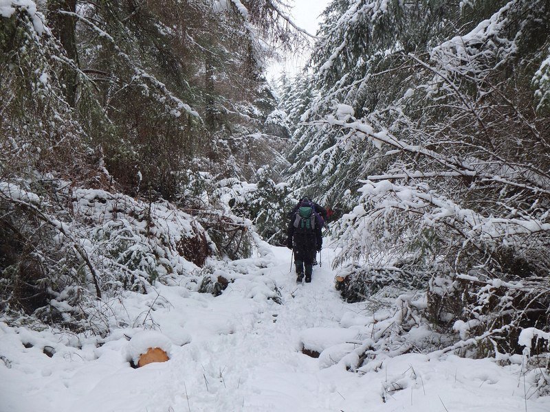 Snowy path through a winter forest