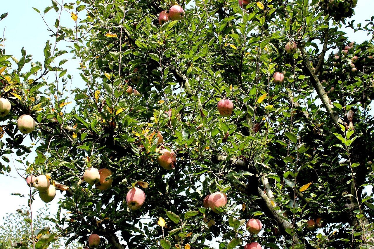 Apple tree laden with fruit in an orchard