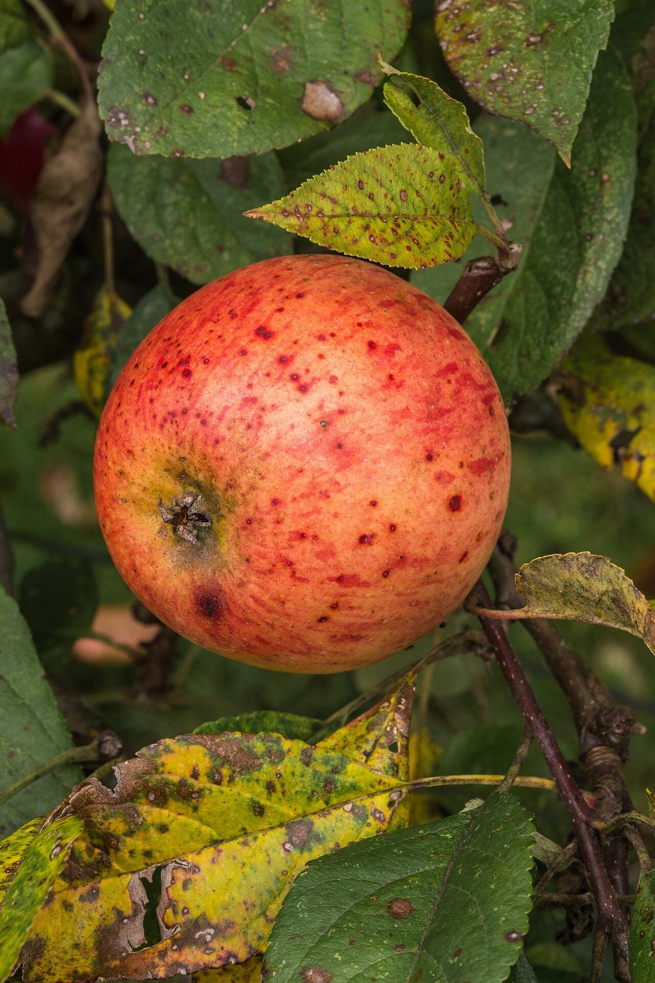 Red apple on a tree branch