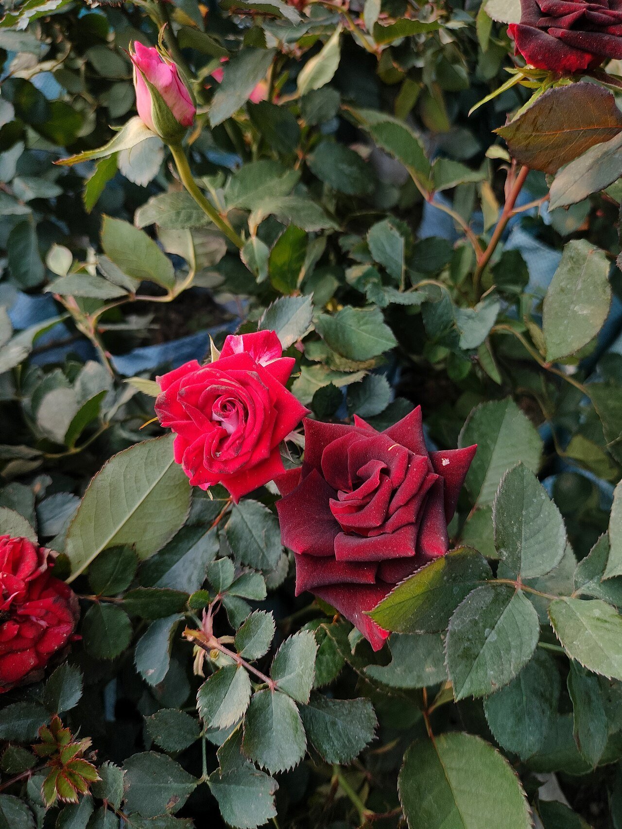 Deep red roses massed in full bloom