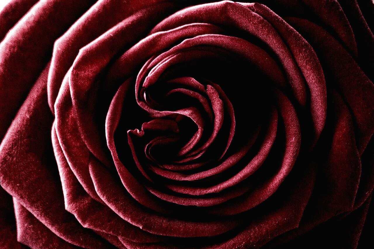 Burgundy rose bloom in close-up