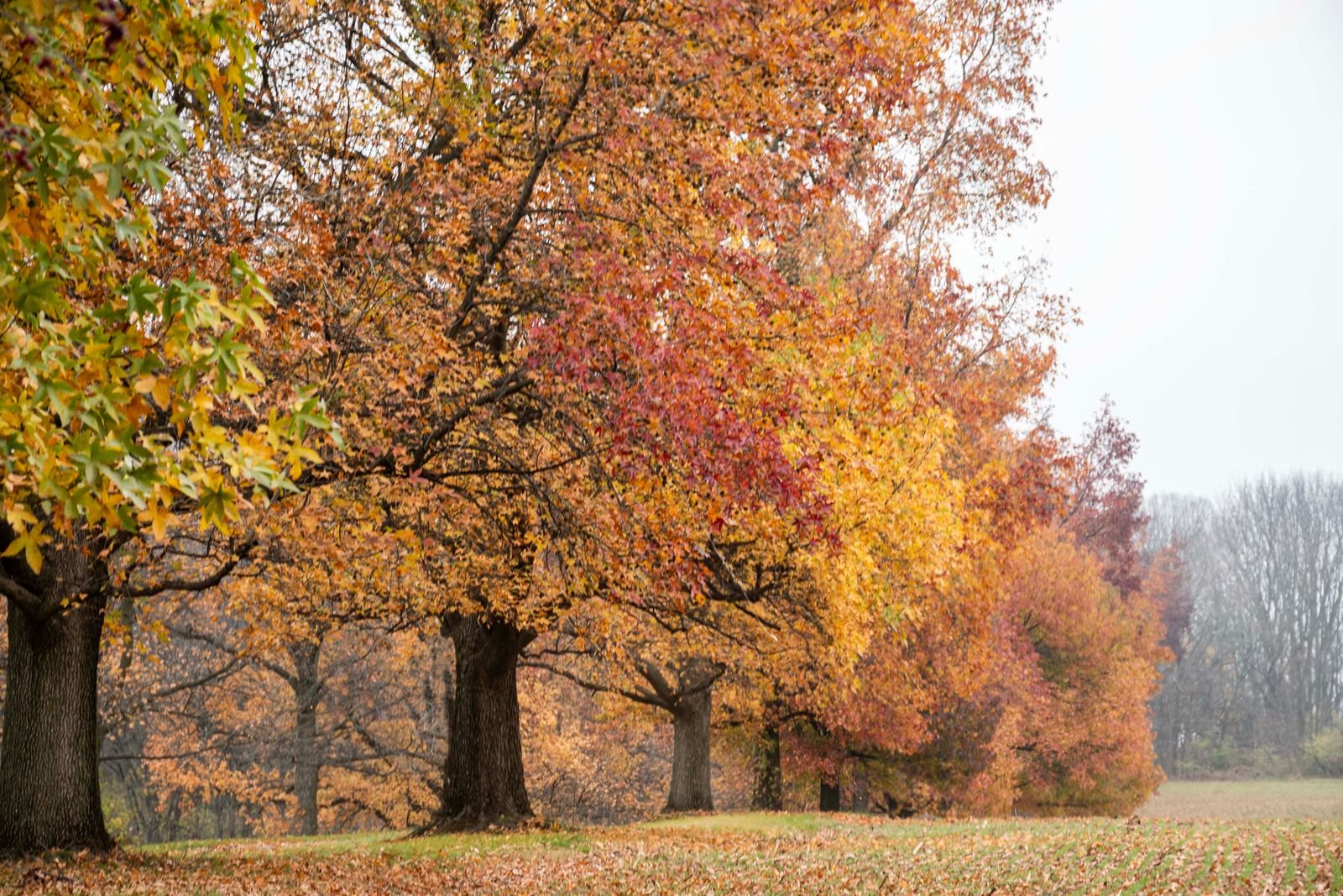 Budget centrepiece supplies arranged against a golden fall landscape backdrop