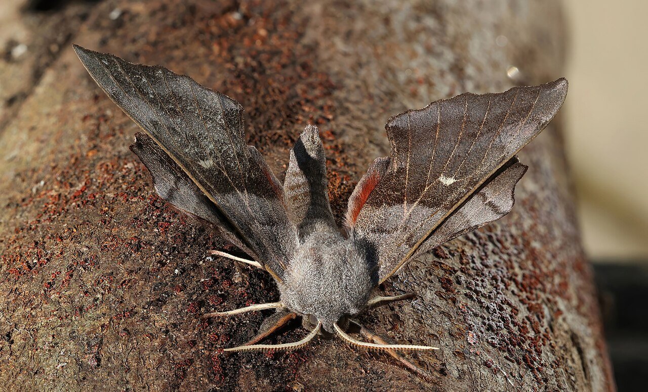Poplar hawk moth showing its patterned wings