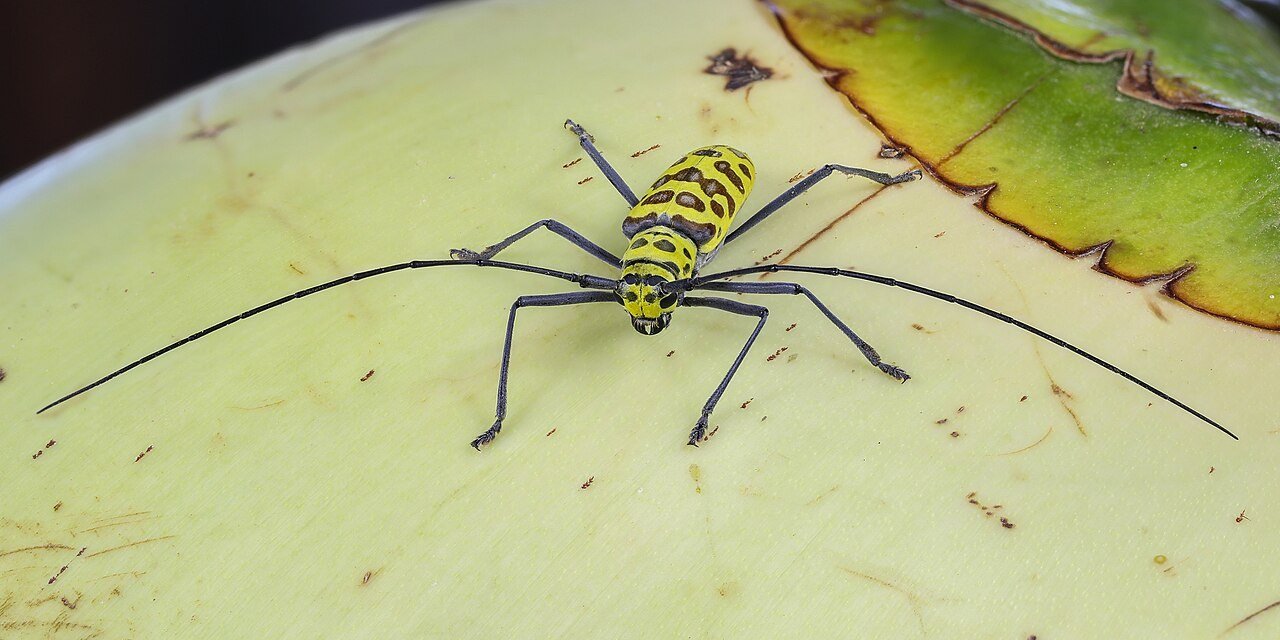 Longhorn beetle in detailed close-up