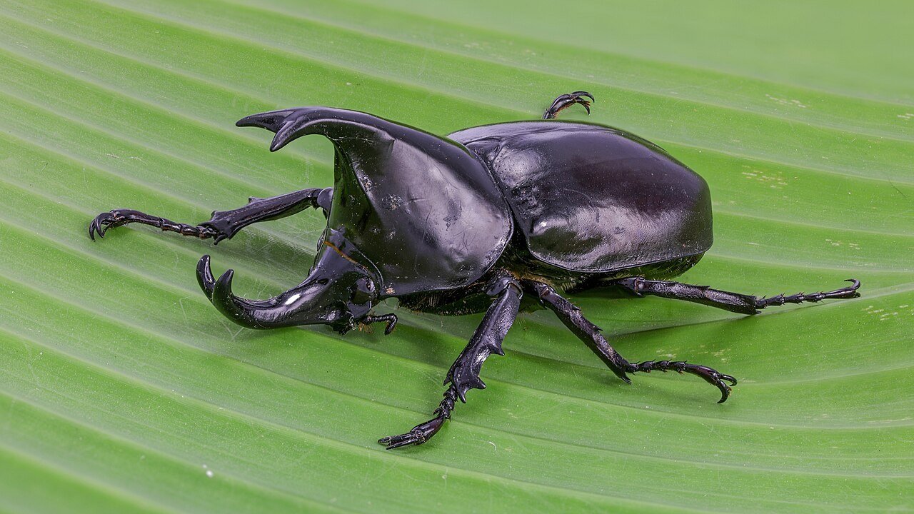 Rhinoceros beetle portrait showing armored detail