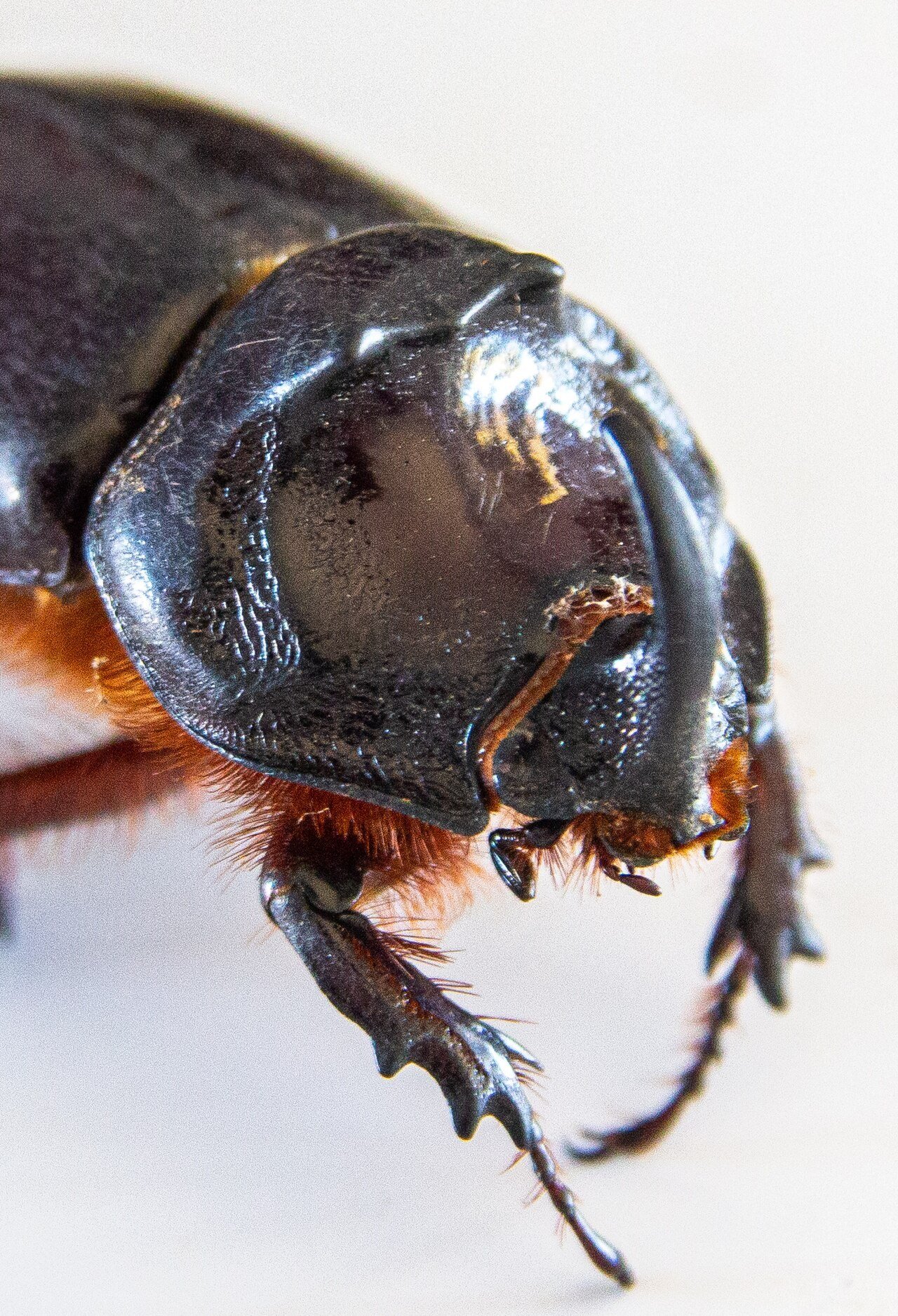 Extreme macro of a rhinoceros beetle's texture