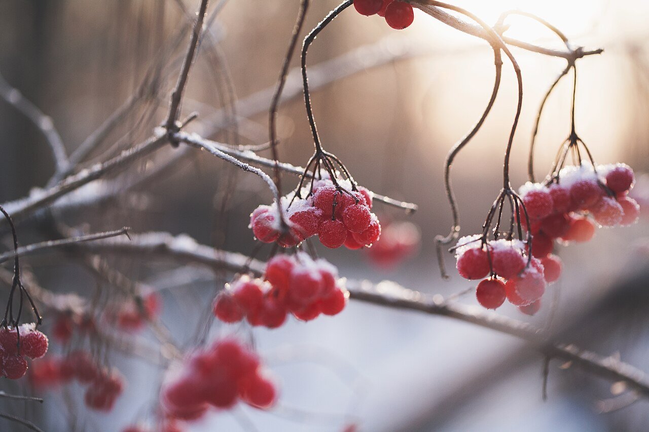 Red winter berries dusted with frost
