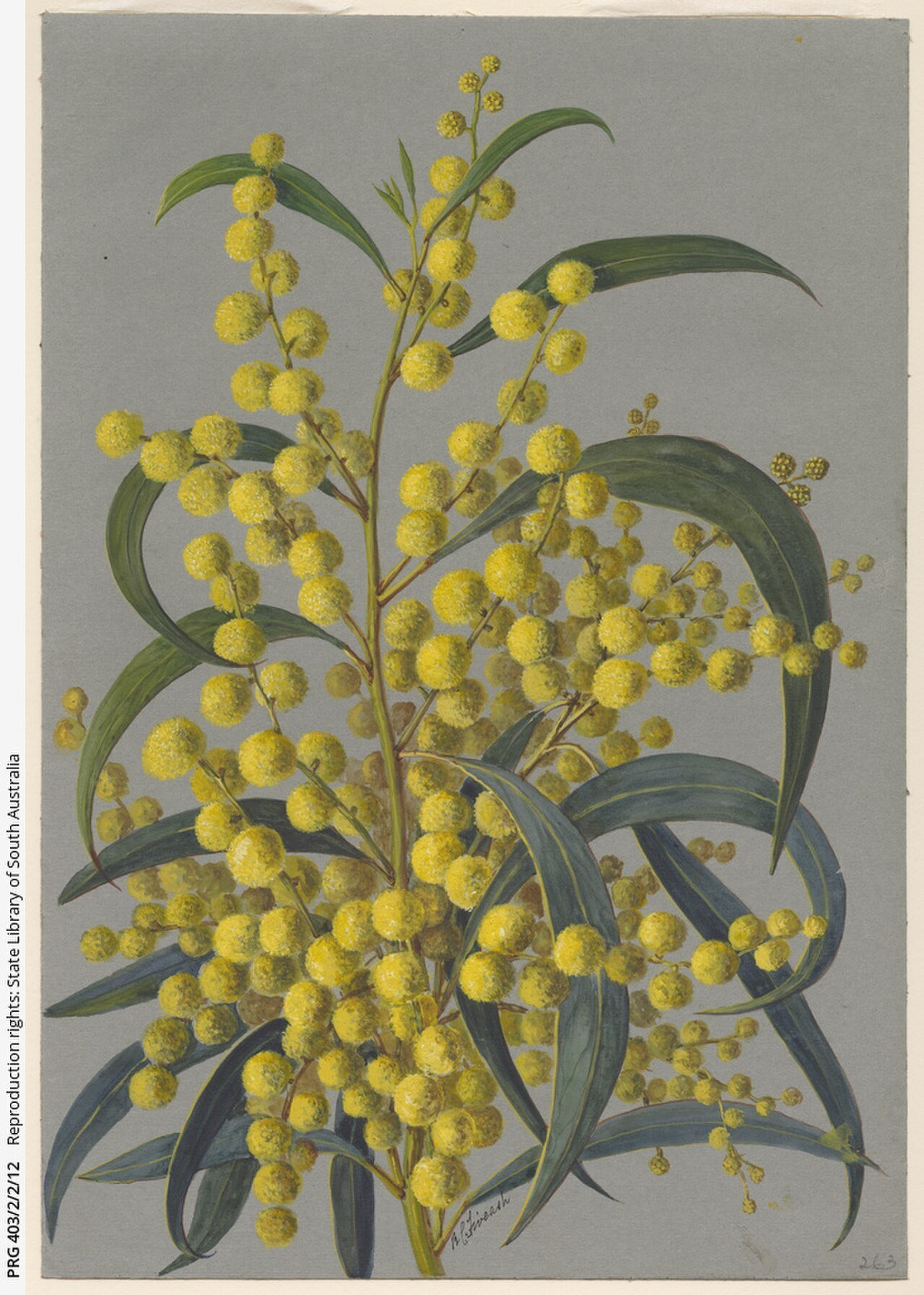 Vintage botanical illustration of golden wattle blossoms