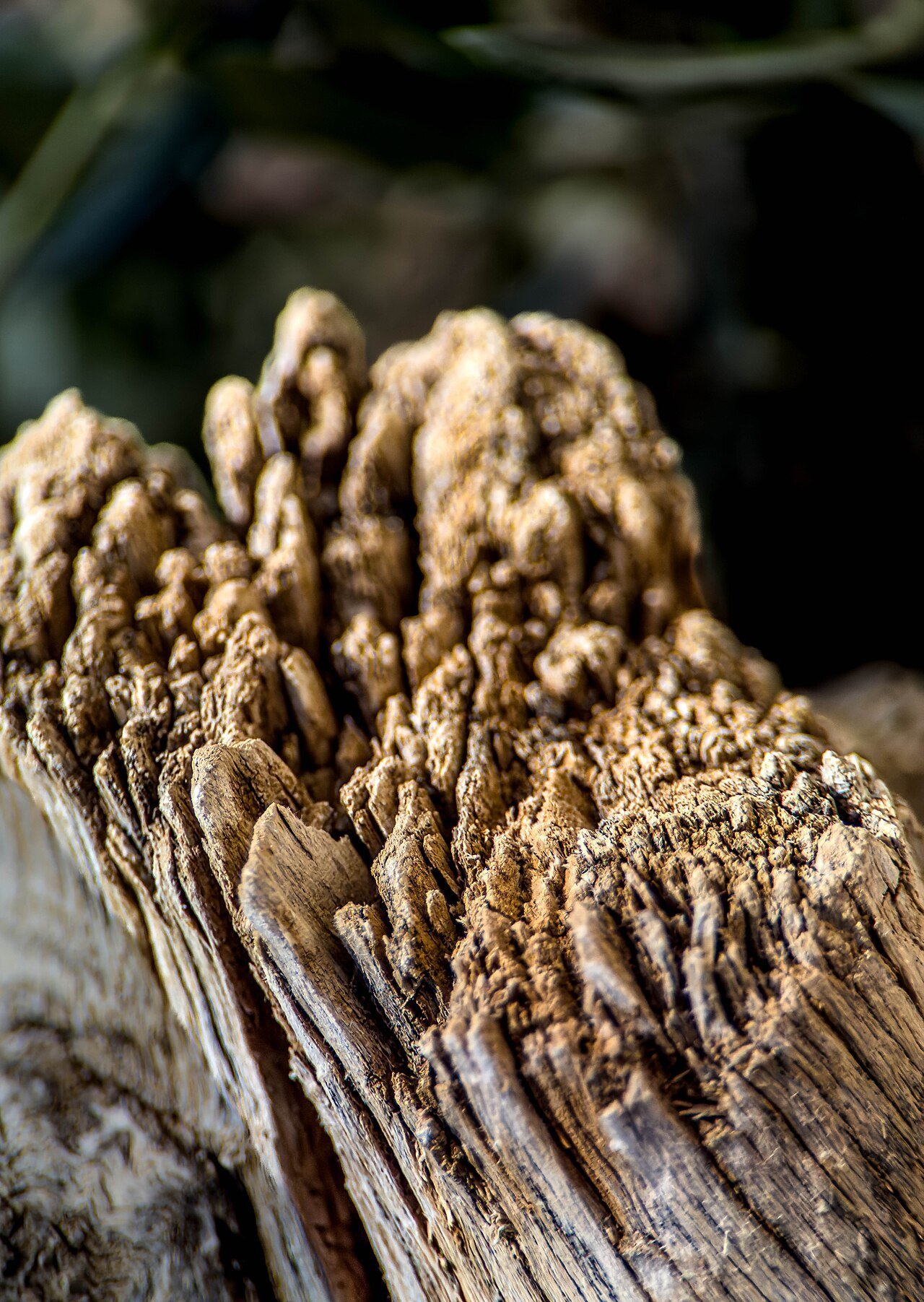 Weathered wood grain in macro detail