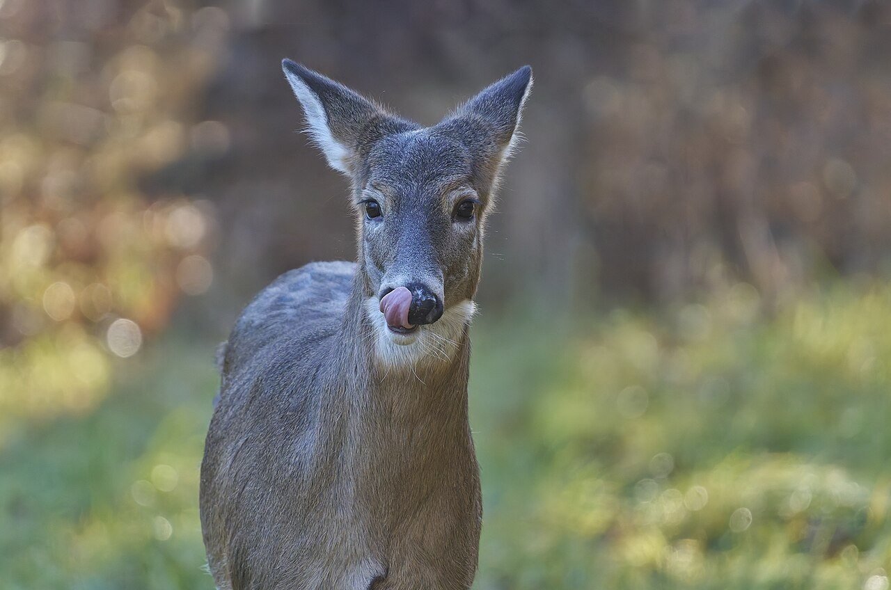 White-tailed deer standing in grass