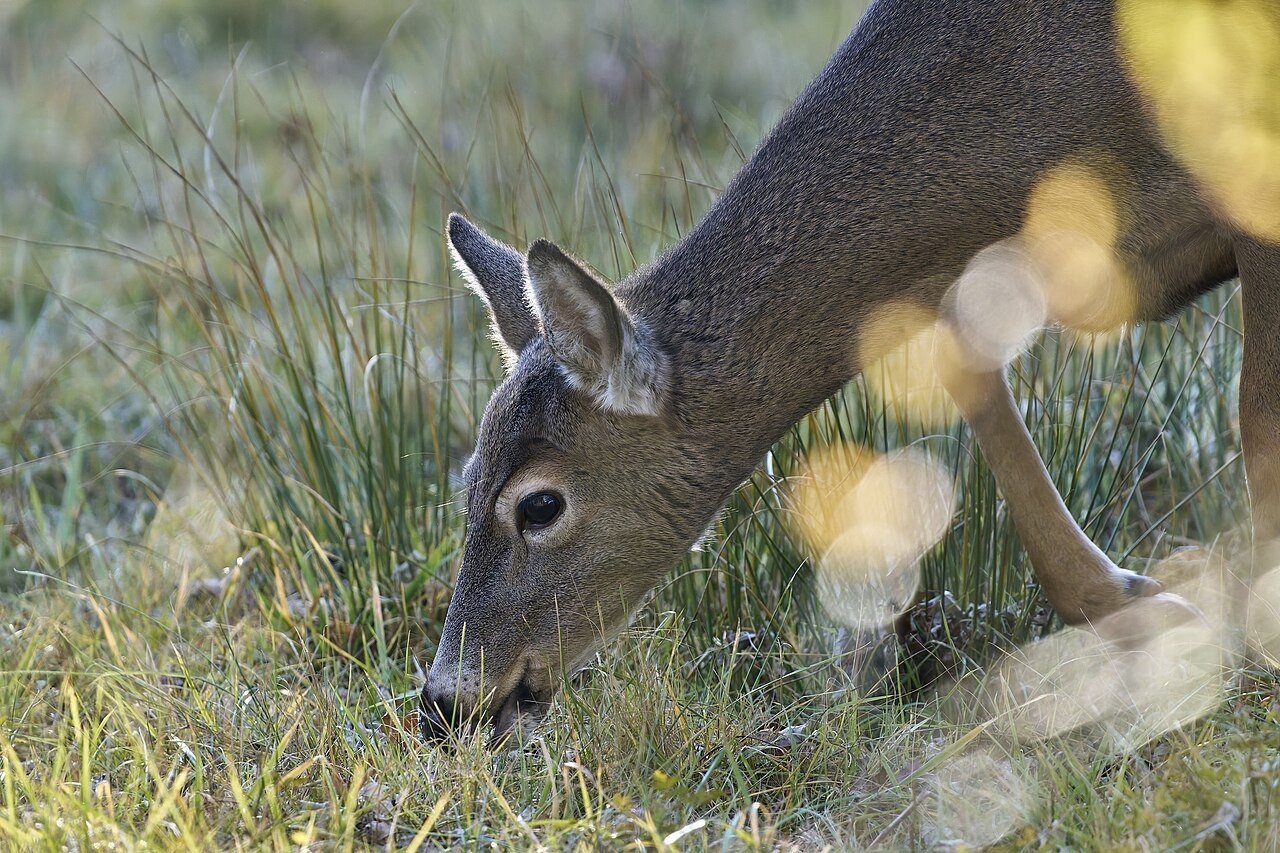 Deer grazing in tall grass