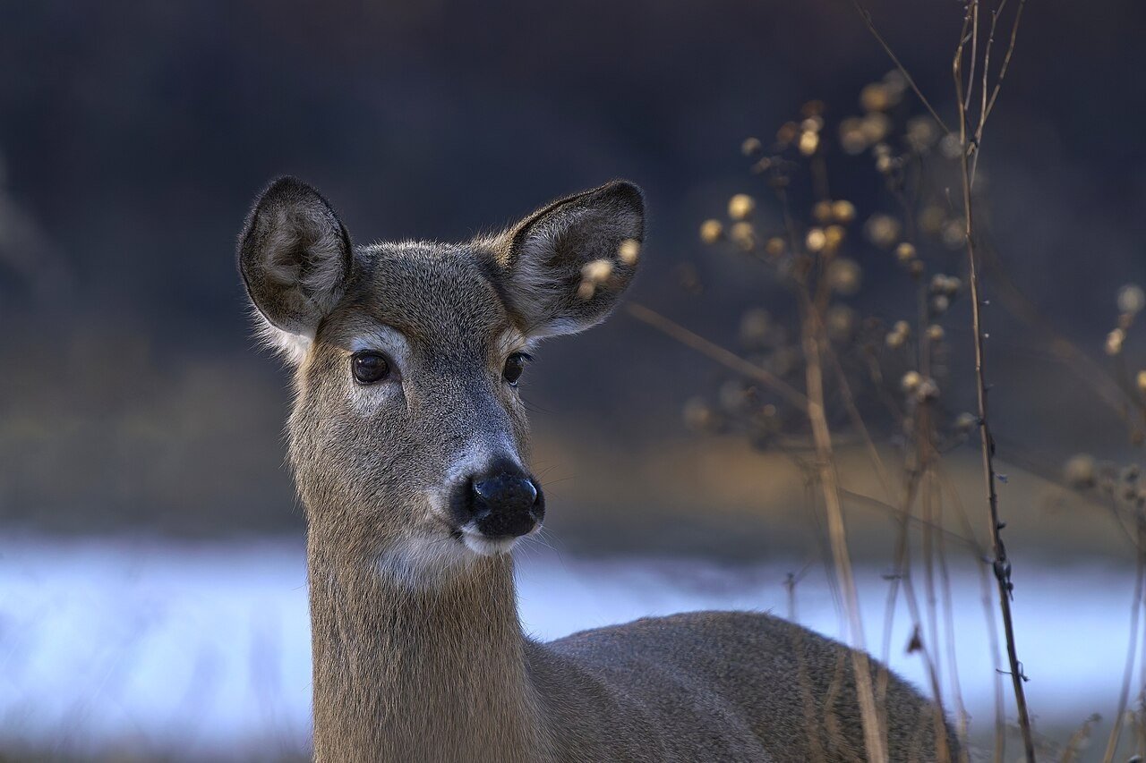 Deer in a winter landscape