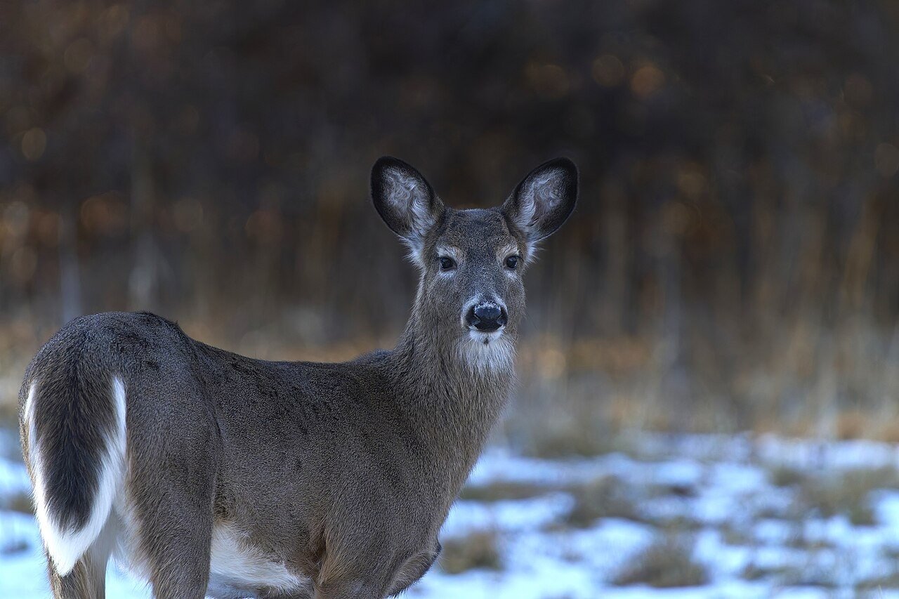 Deer standing in a sunny field
