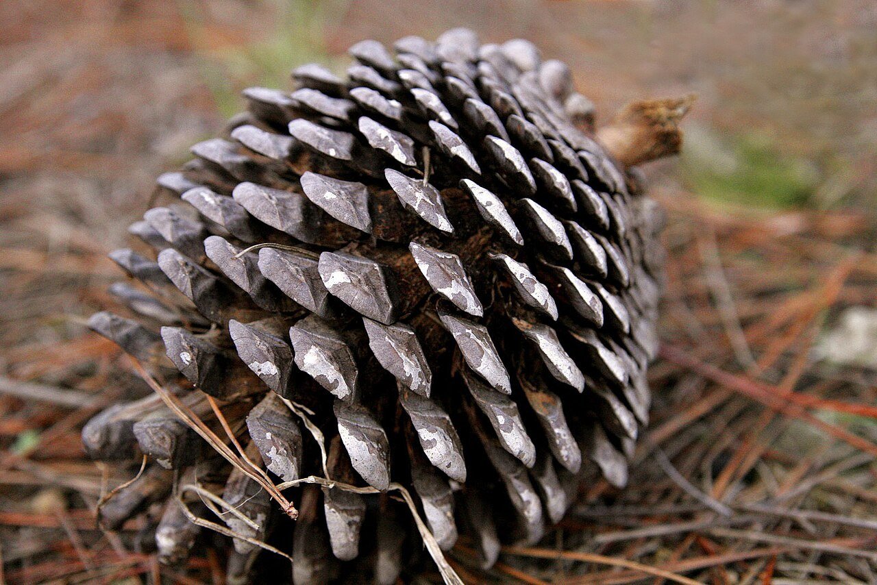 Pinecones with a frosted finish