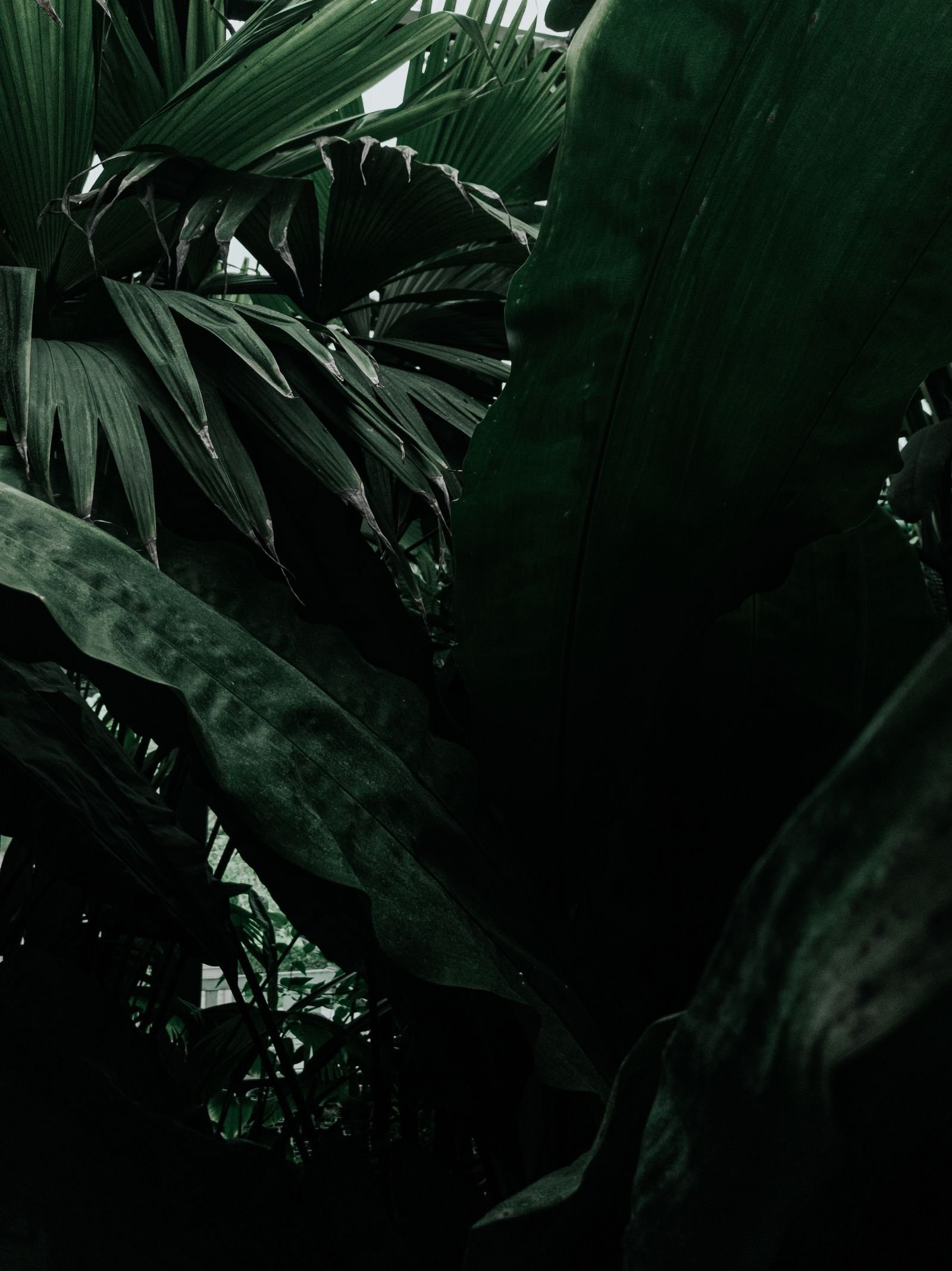 Moody botanical print with dark dramatic floral artwork