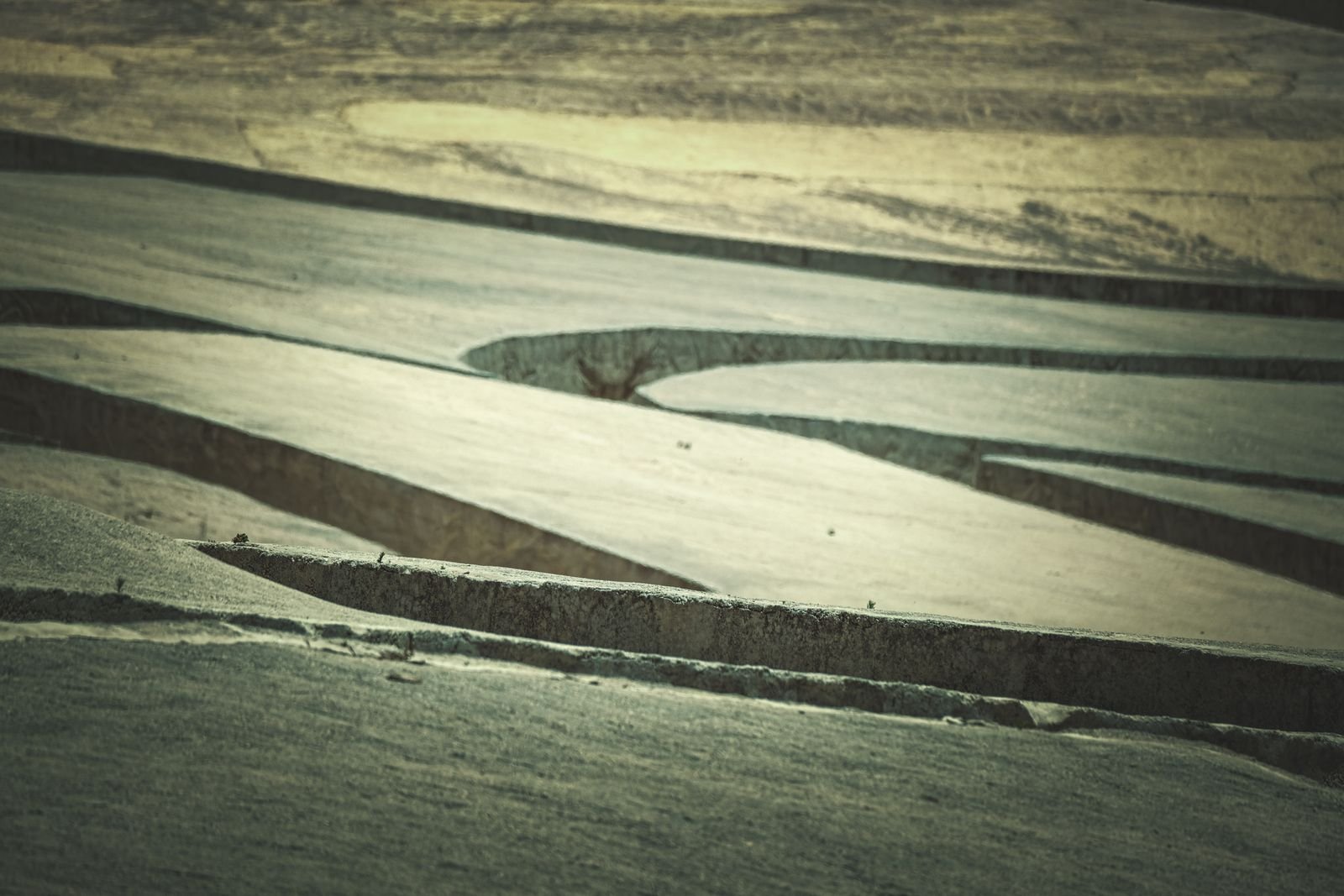 Moody landscape art print with dark botanical tones