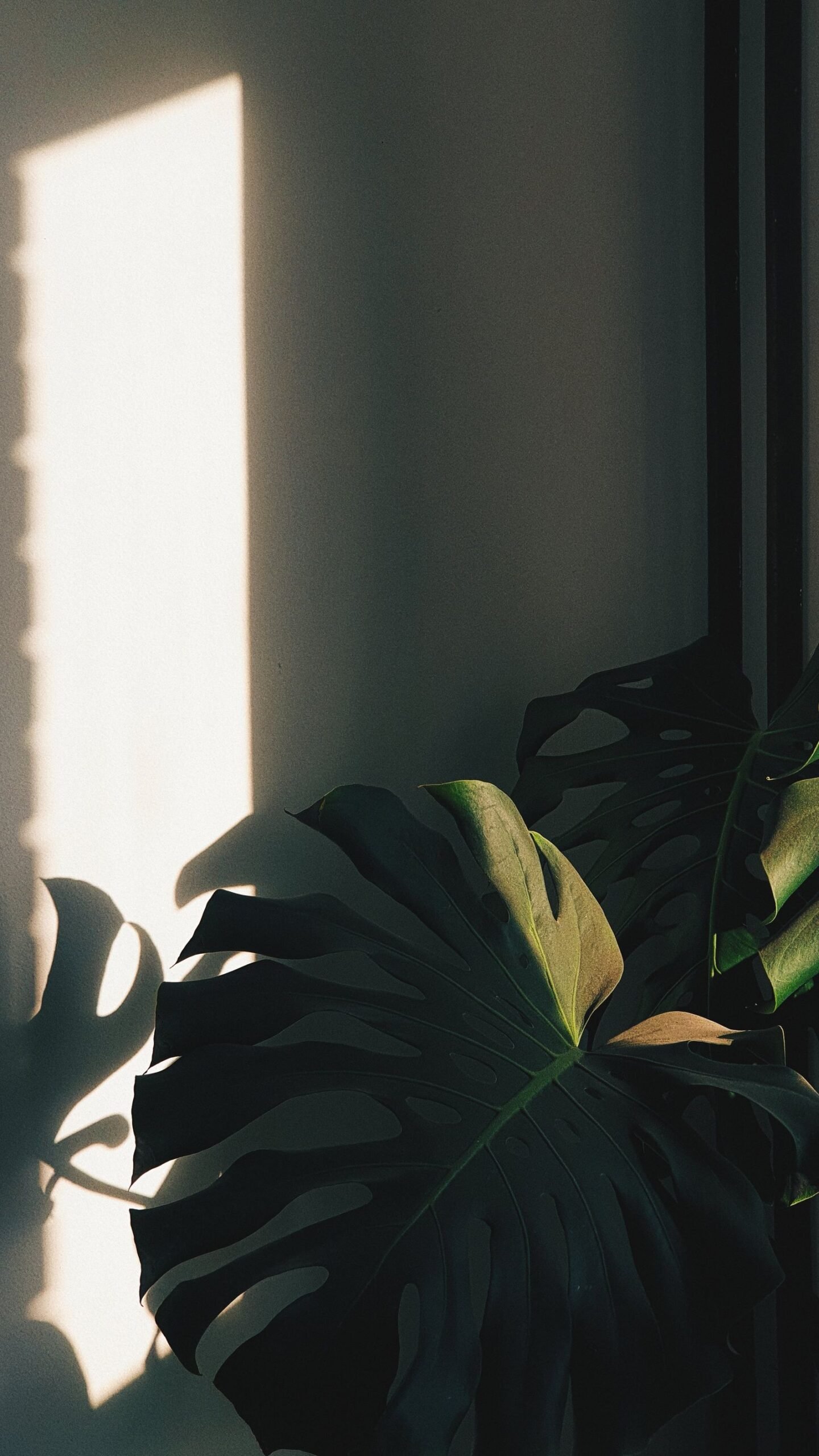 Monstera leaf shadow casting natural patterns on a white wall