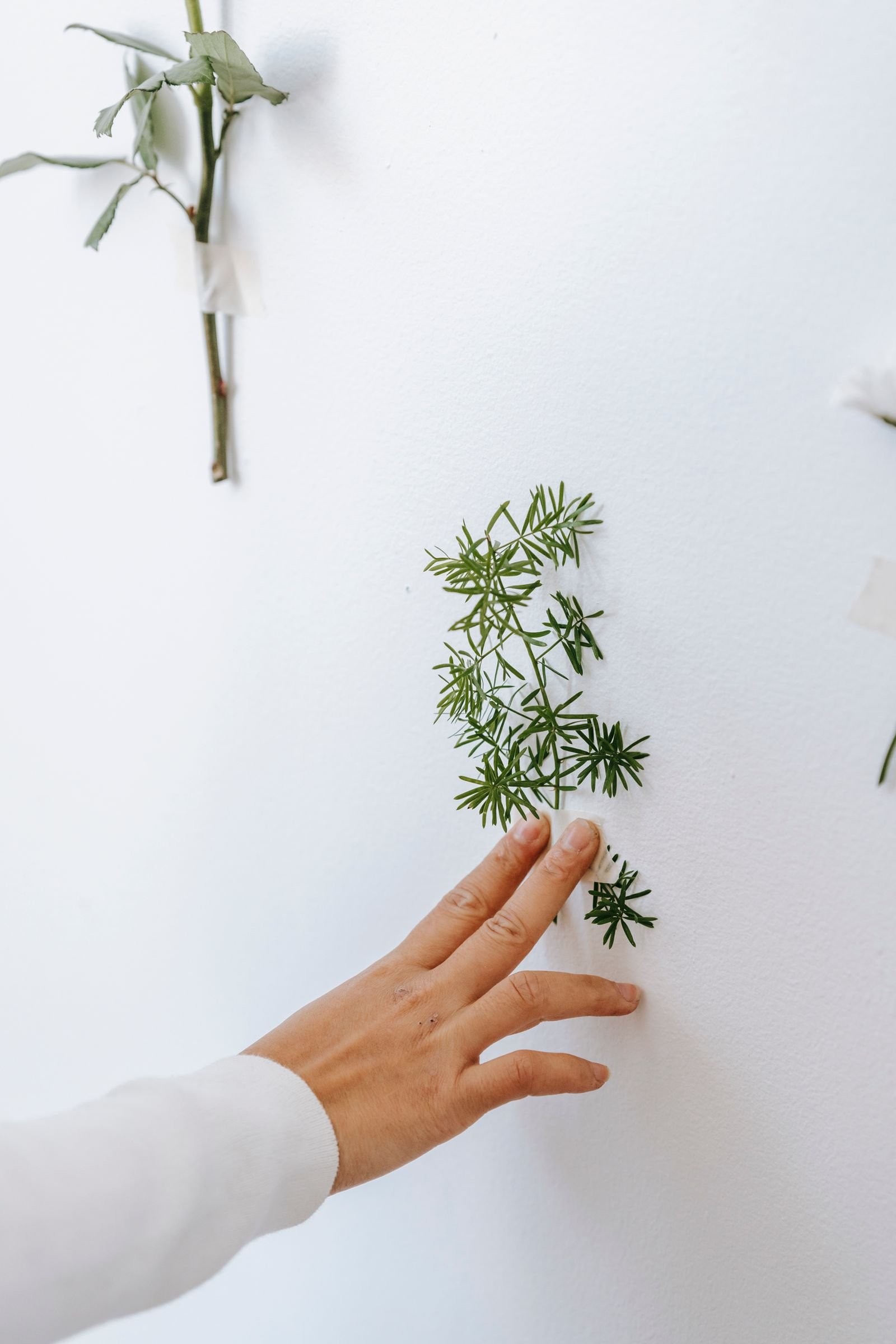 Fresh green sprig taped to a wall as minimalist botanical art
