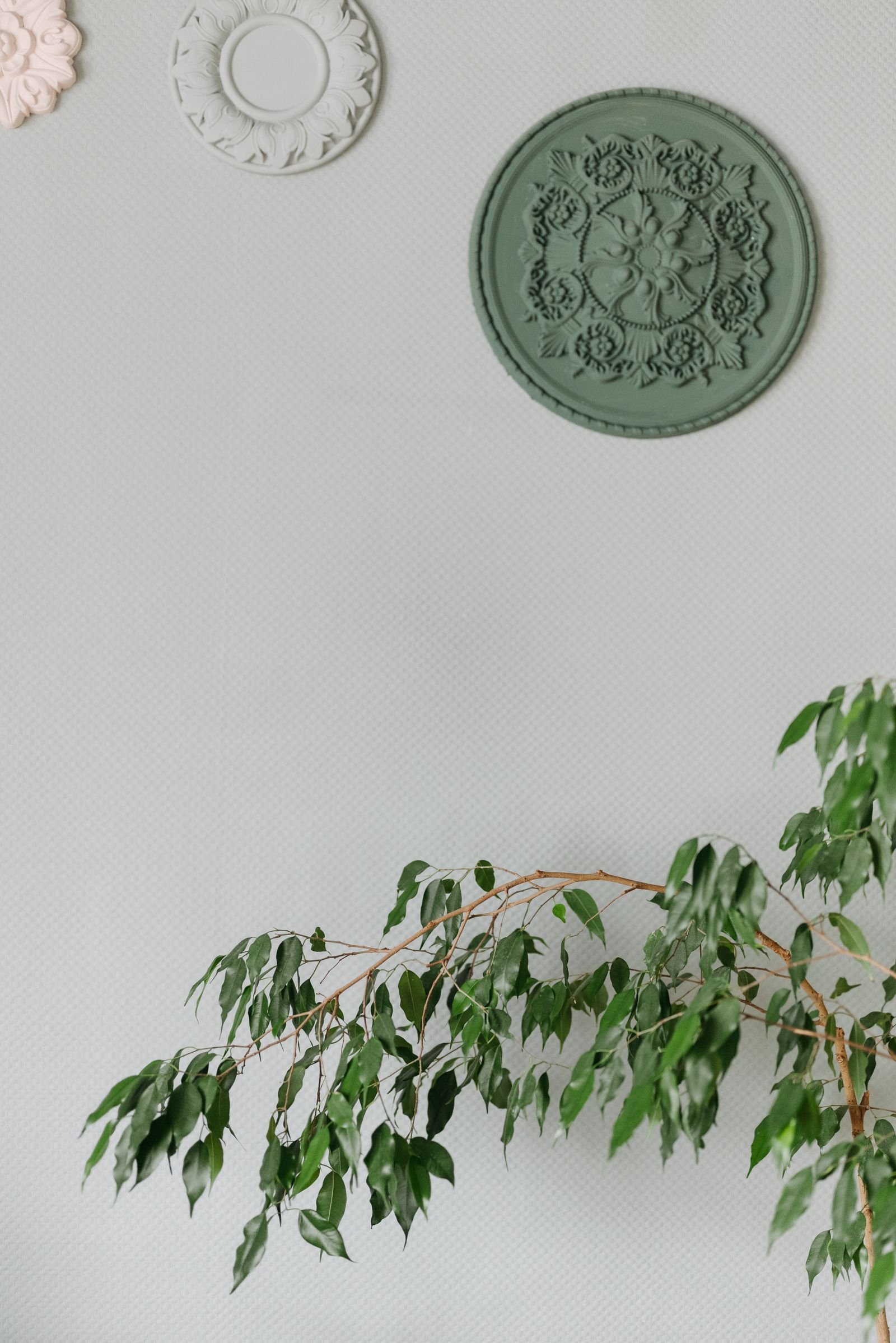 Minimalist interior with ficus plant and botanical wall details
